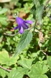 Campanula collina