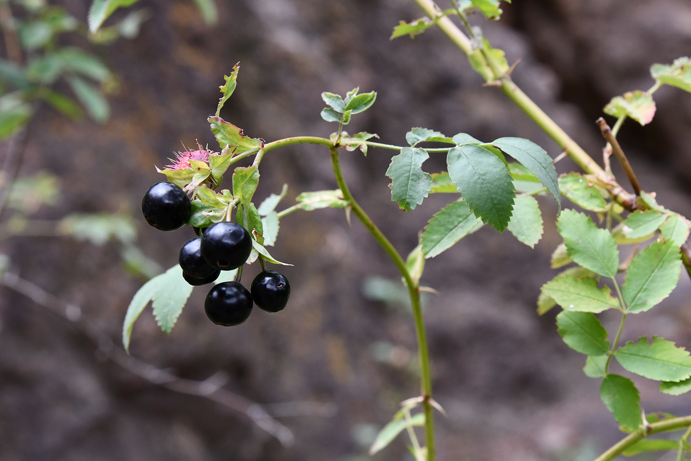 Image of Rosa silverhjelmii specimen.