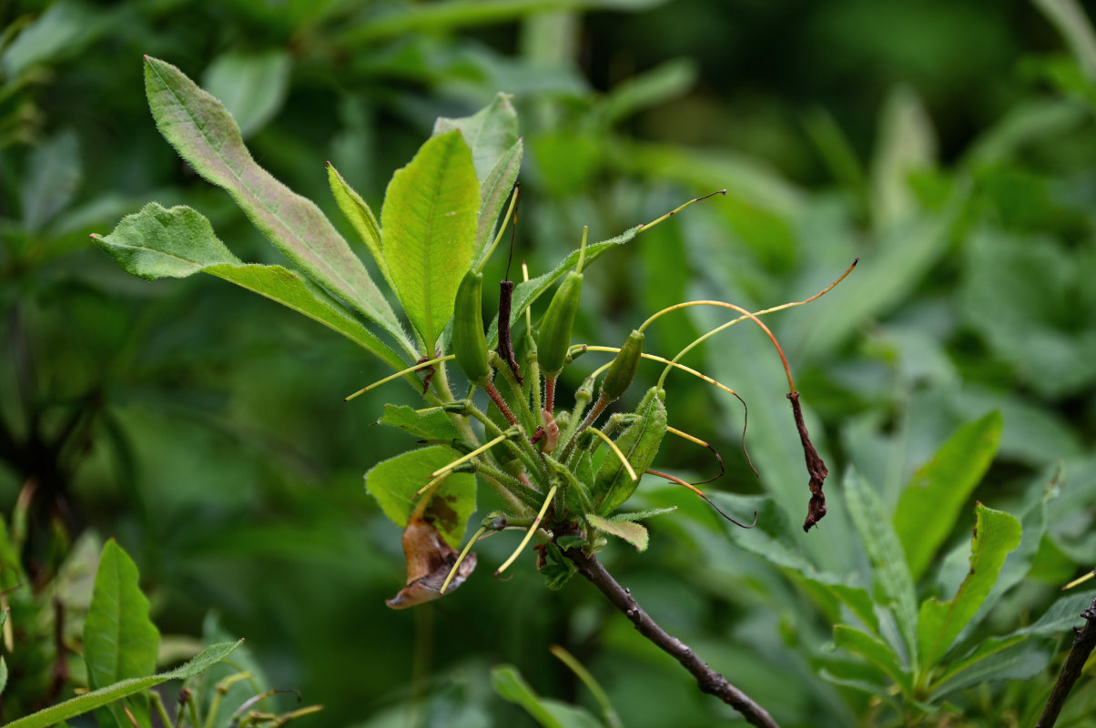 Изображение особи Rhododendron luteum.