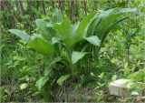 Inula helenium. Вегетирующее растение. Московская обл., Раменский р-н, окр. дер. Хрипань, садовый участок. 28.05.2023.