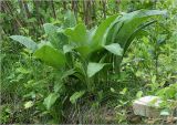 Inula helenium