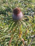 род Cirsium