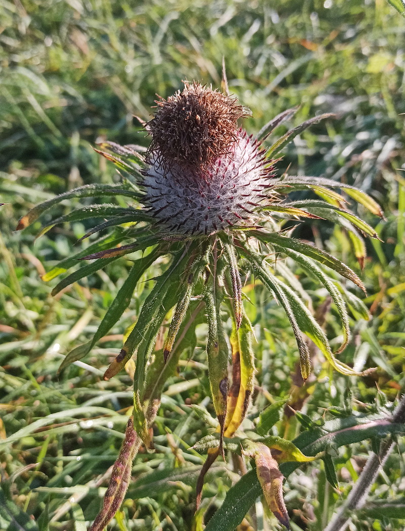 Image of genus Cirsium specimen.