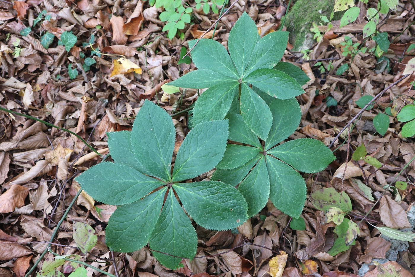 Image of Helleborus caucasicus specimen.