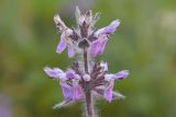 Stachys balansae. Соцветие. Карачаево-Черкесия, Карачаевский р-н, Большой Кавказ, правый борт ущелья Кичкинекол в р-не тропы подъёма на Поляну крокусов, ≈ 2220 м н.у.м., субальпийский луг. 22.07.2023.