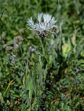 Centaurea cheiranthifolia