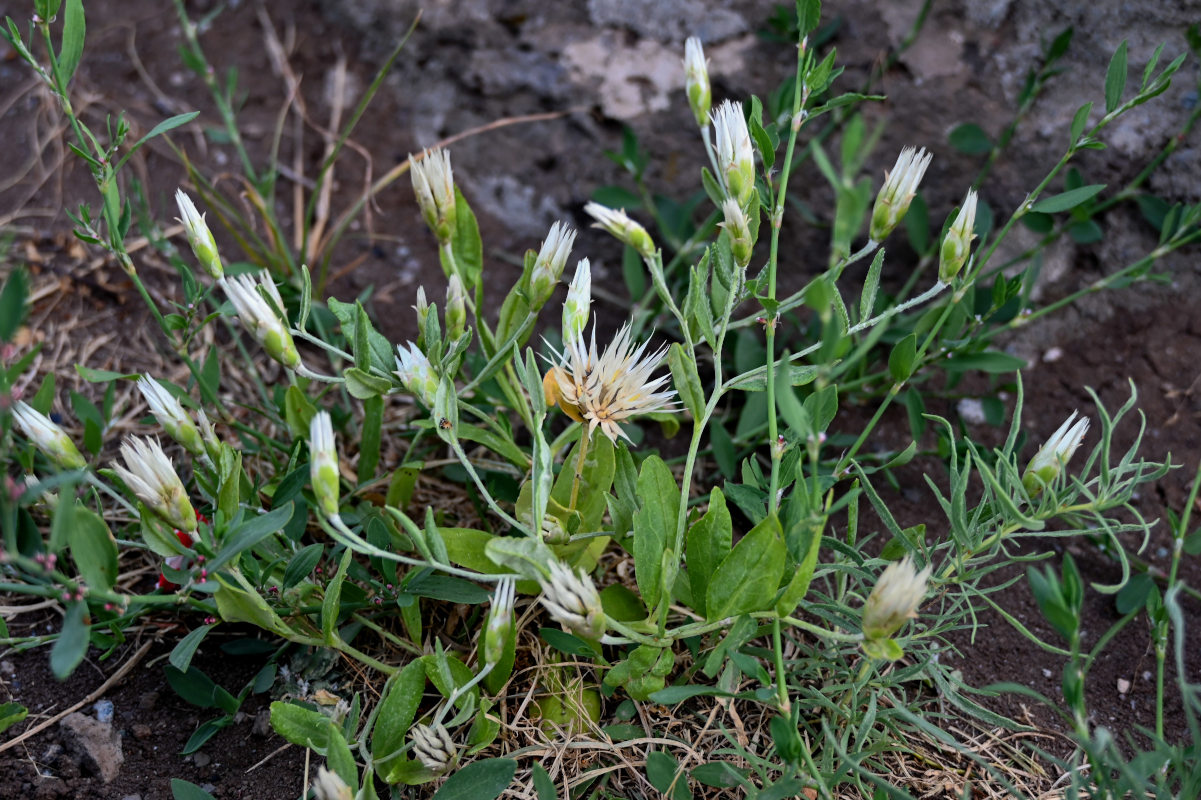 Изображение особи Chardinia orientalis.