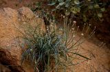 Catananche caerulea. Отплодоносившее растение. Марокко, обл. Драа - Тафилалет, окр. г. Тингир, ущелье Тодра, на скале. 02.01.2023.