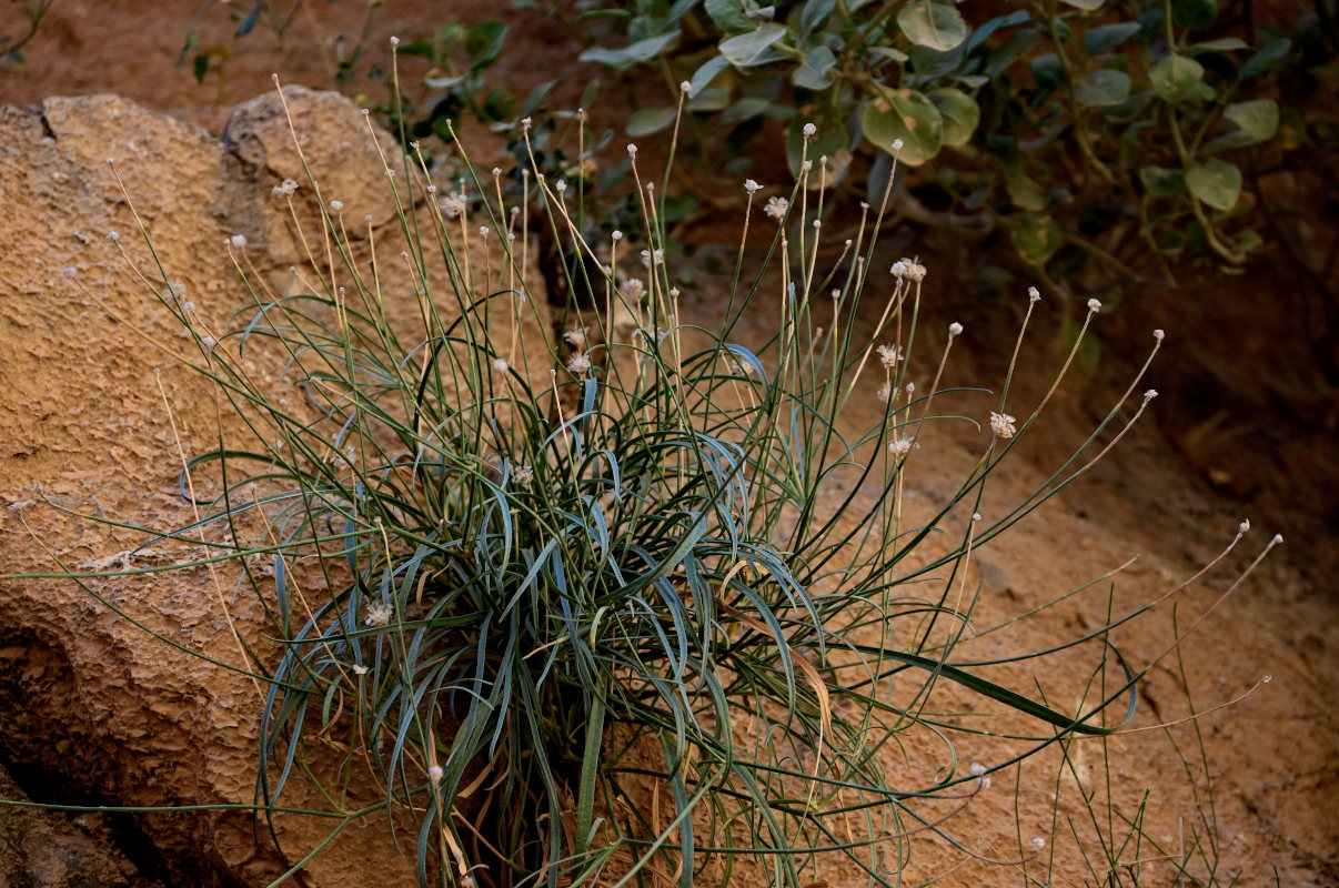 Image of Catananche caerulea specimen.