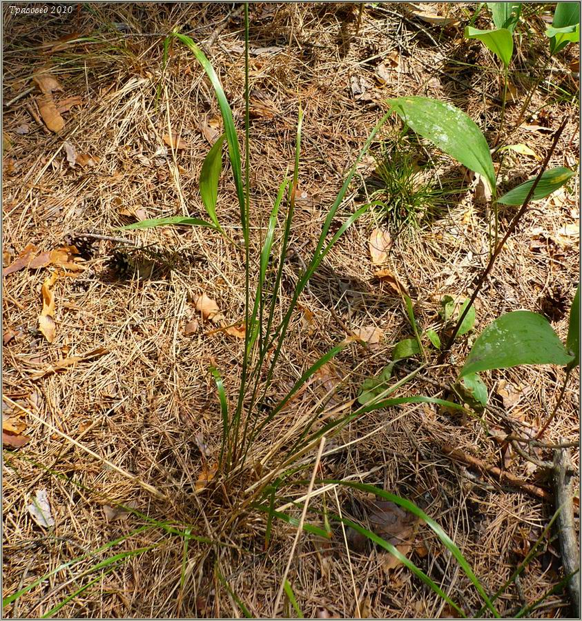 Image of Calamagrostis arundinacea specimen.