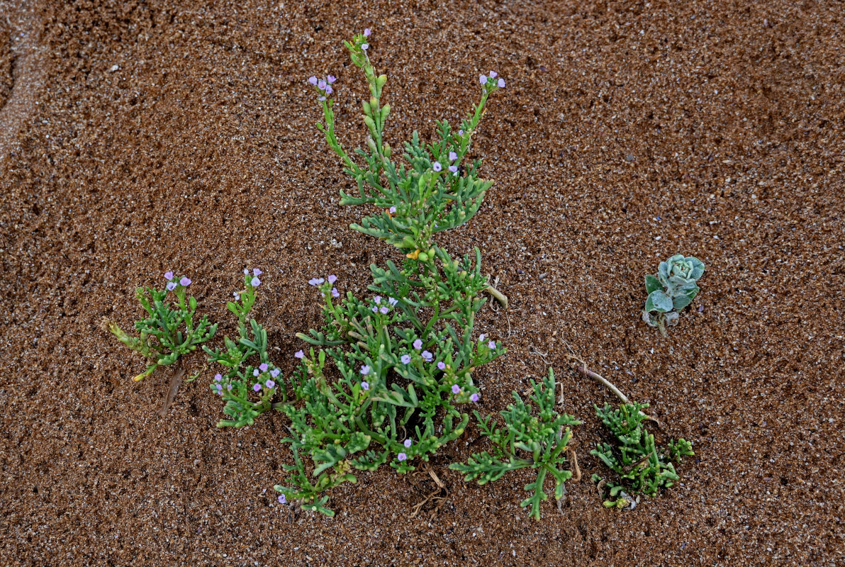 Image of Cakile euxina specimen.