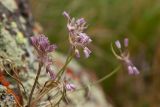 genus Allium