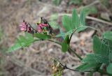 Lathyrus pisiformis. Верхушка цветущего растения с мухой и жуками. Пермский край, Кунгурский р-н, окр. дер. Дейково, окр. ур. Греховская гора, крутой склон. 04.06.2023.