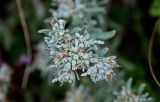 Teucrium capitatum