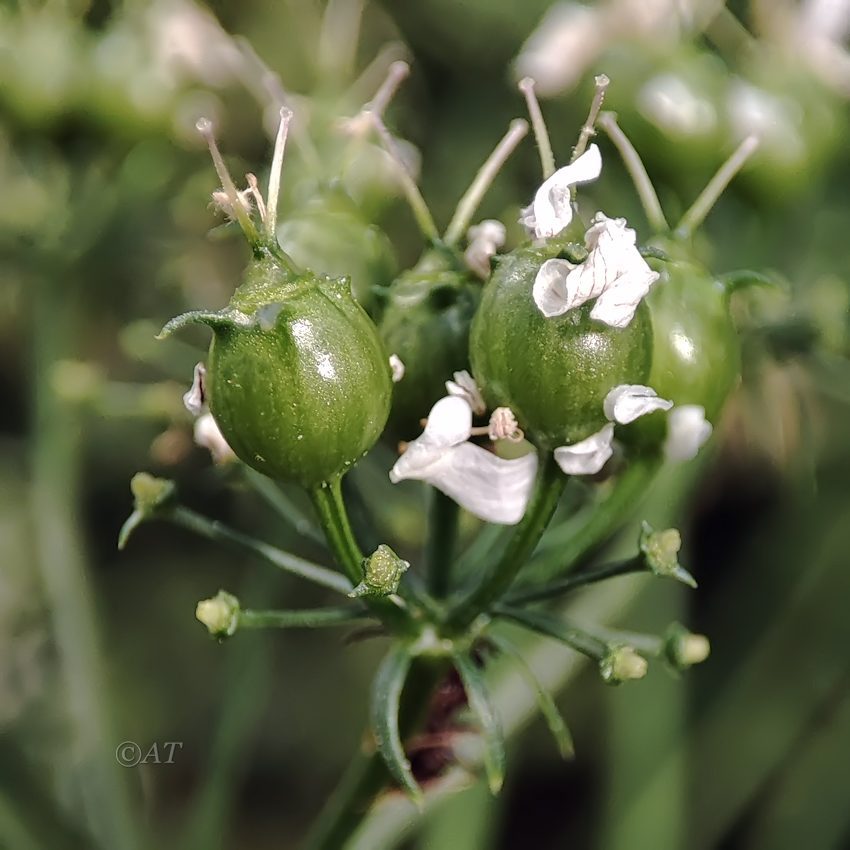 Image of Coriandrum sativum specimen.