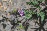 Erodium cicutarium