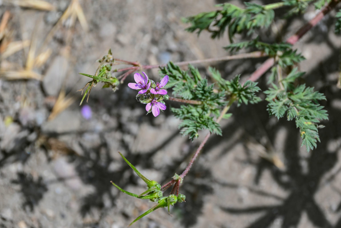 Image of Erodium cicutarium specimen.