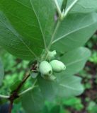 Lonicera × subarctica. Ветвь с незрелыми плодами. Коми, окр. г. Сыктывкар, пос. Еляты, берег оз. Еляты, прибрежный лес. 14.06.2010.