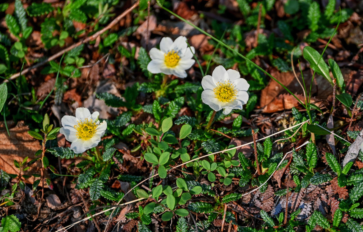 Изображение особи род Dryas.