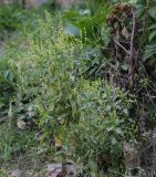 Mercurialis annua