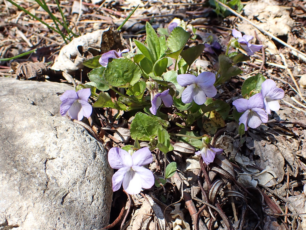 Image of Viola sacchalinensis specimen.