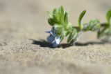 Lappula squarrosa
