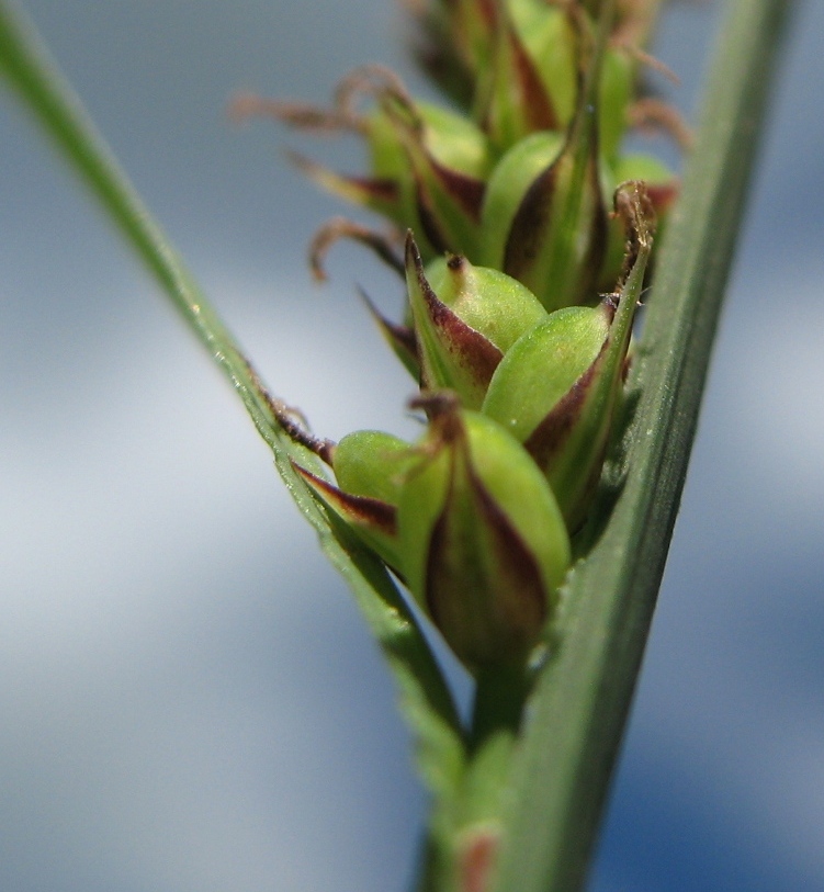 Image of Carex hartmaniorum specimen.