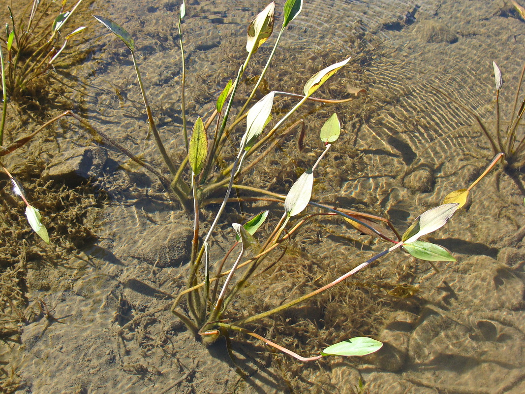 Image of genus Alisma specimen.
