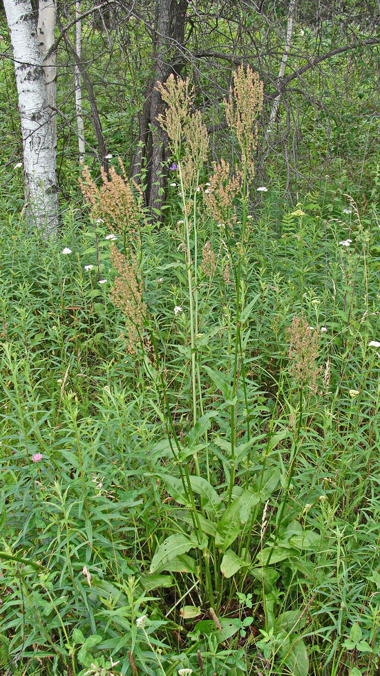 Изображение особи Rumex acetosa.