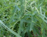 семейство Ranunculaceae. Листья. Карачаево-Черкесия, Зеленчукский р-н, гора Джисса, ≈ 1600 м н.у.м., субальпийский луг. 14.06.2024.