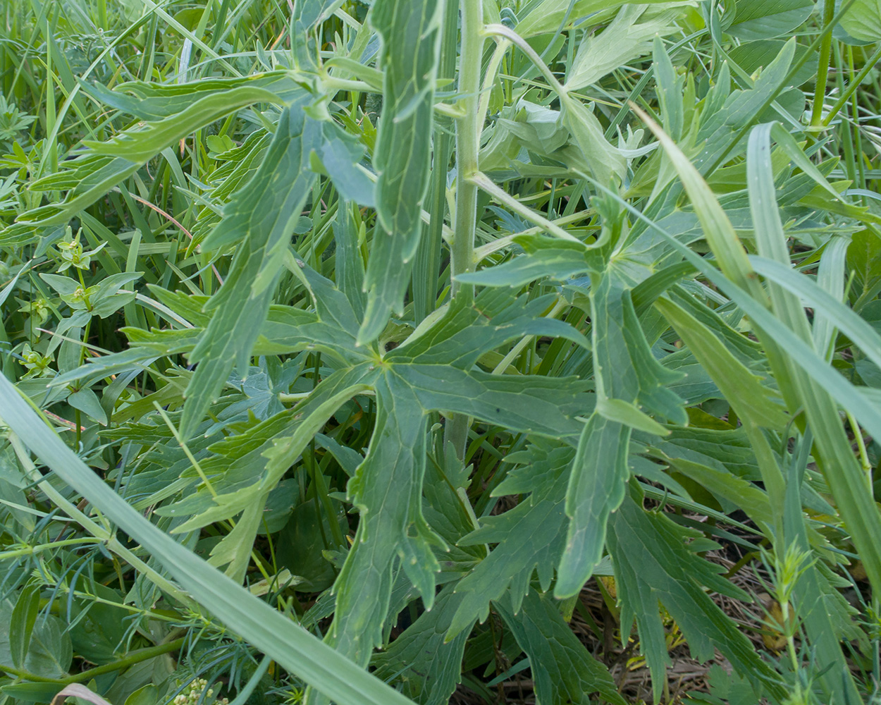 Image of familia Ranunculaceae specimen.