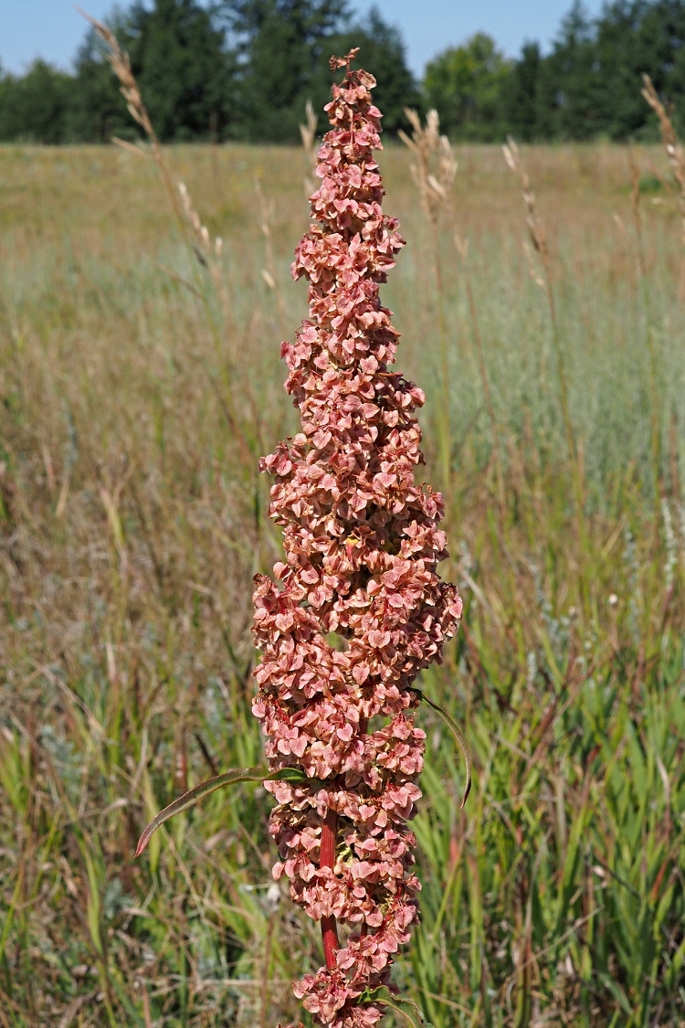 Image of Rumex crispus specimen.