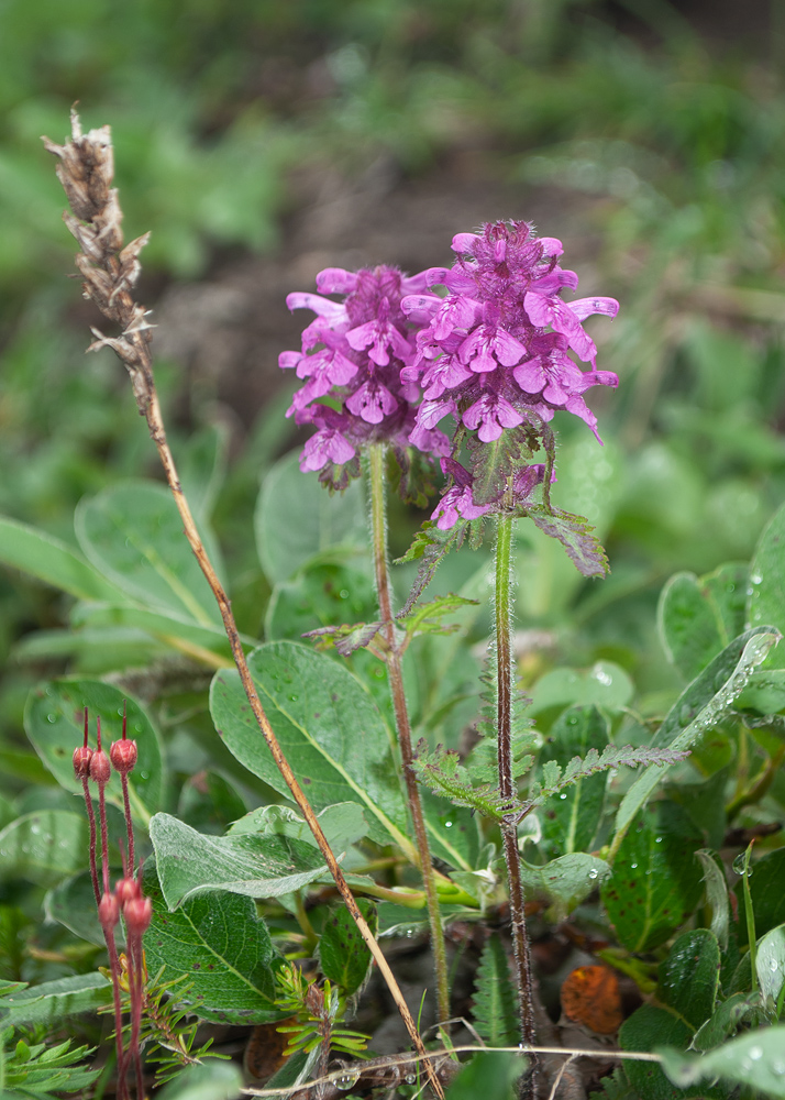 Изображение особи Pedicularis verticillata.