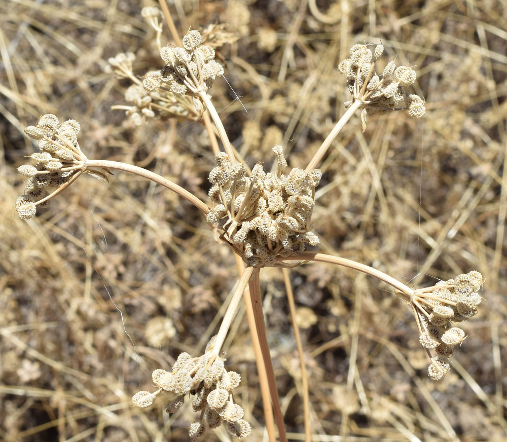 Image of Eremodaucus lehmannii specimen.