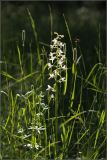 Platanthera bifolia. Соцветие. Тульская обл., Дубенский р-н, окр. с Протасово, березняк в лесу Большое Канино. 13.06.2007.