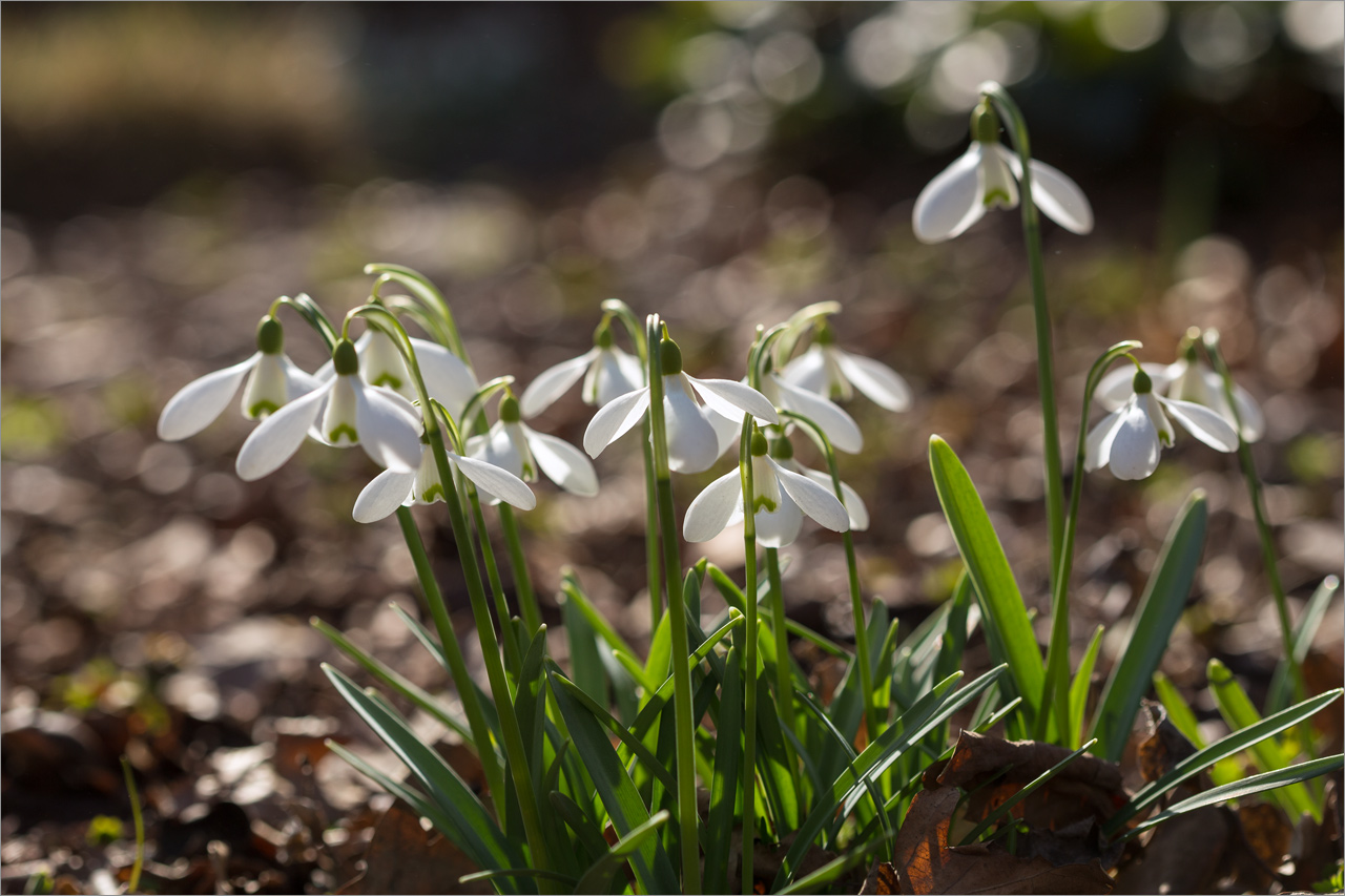 Image of Galanthus plicatus specimen.