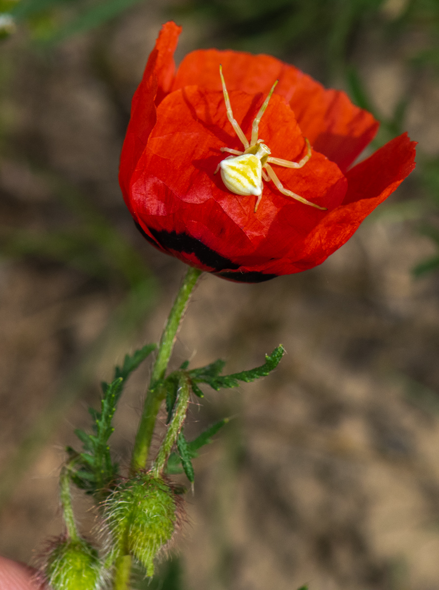 Image of Papaver pavoninum specimen.