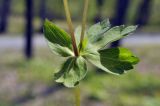 familia Ranunculaceae. Часть побега. Приморский край, г. Владивосток, о. Русский, кампус ДВФУ, остатки широколиственного леса. 14.05.2025.