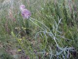 Astragalus lavrenkoi. Бутонизирующее растение. Кыргызстан, южный макросклон Сусамырского хр., горы Загыра близ перевала. 12.05.2025.