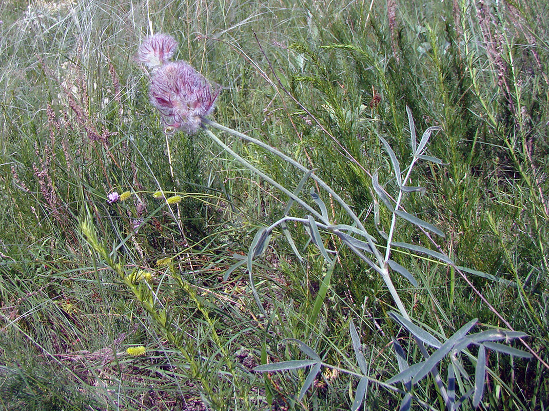 Image of Astragalus lavrenkoi specimen.