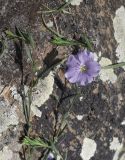Linum austriacum. Верхушка цветущего побега. Турция, ил Карс, окр. г. Дигор, плоскогорье между Дигорским карьером и ущ. р. Дигор, луг. 19 мая 2025 г.
