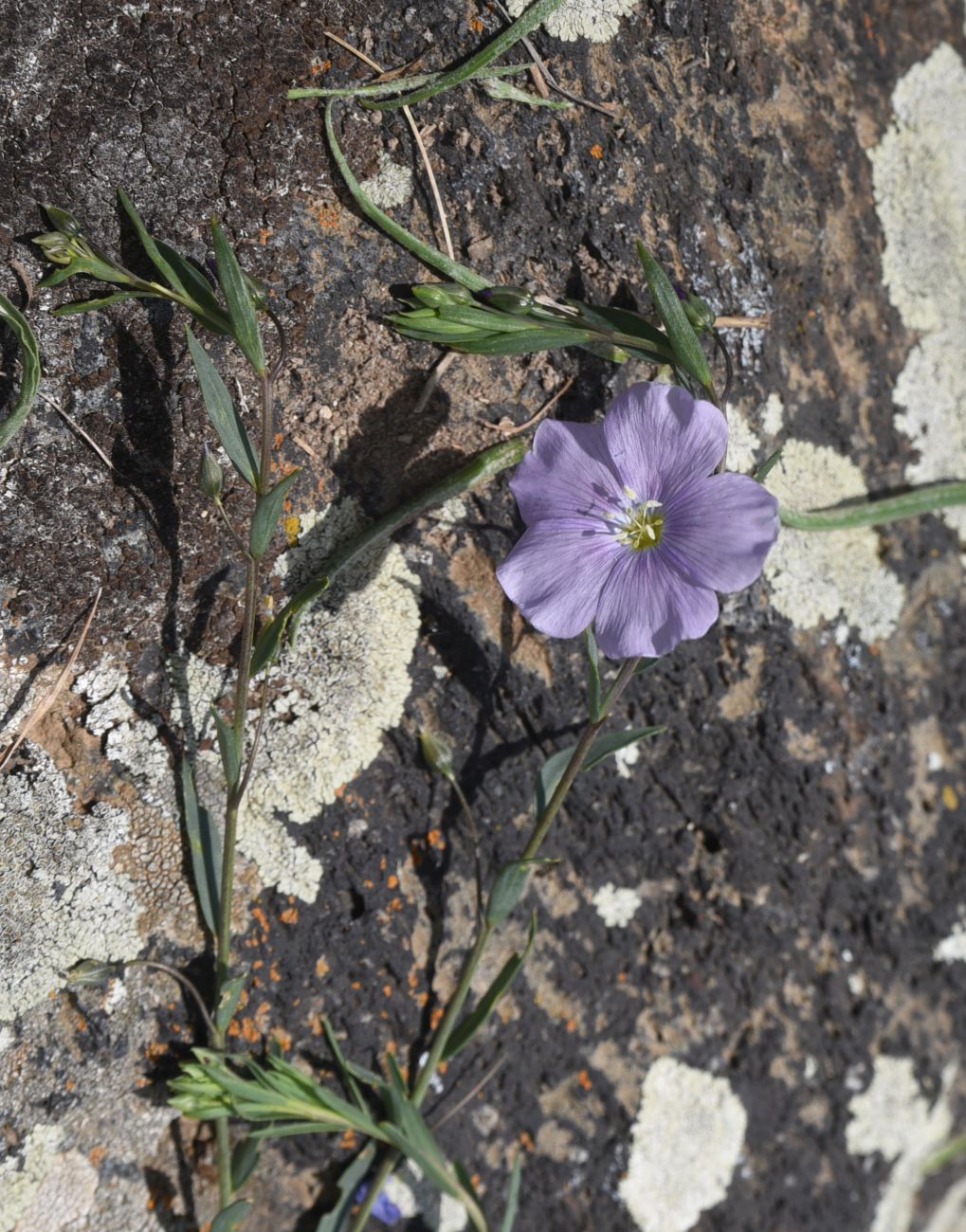 Изображение особи Linum austriacum.