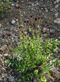 Sanguisorba officinalis