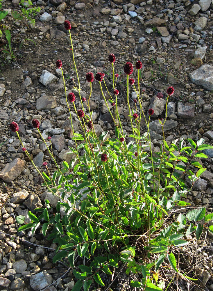 Image of Sanguisorba officinalis specimen.