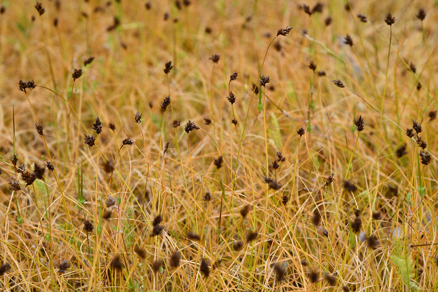 Изображение особи Carex pachystylis.