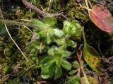 Androsace lehmanniana