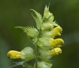 род Rhinanthus