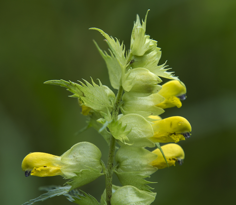 Изображение особи род Rhinanthus.