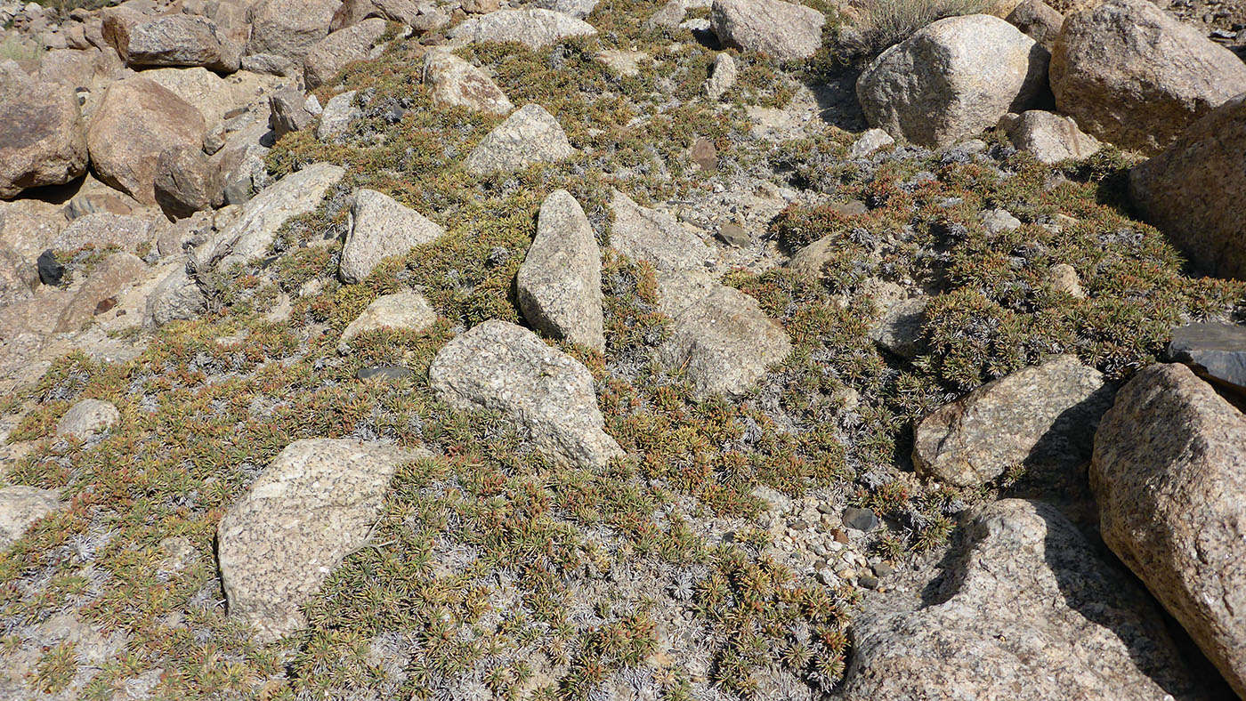 Image of Ephedra fedtschenkoae specimen.