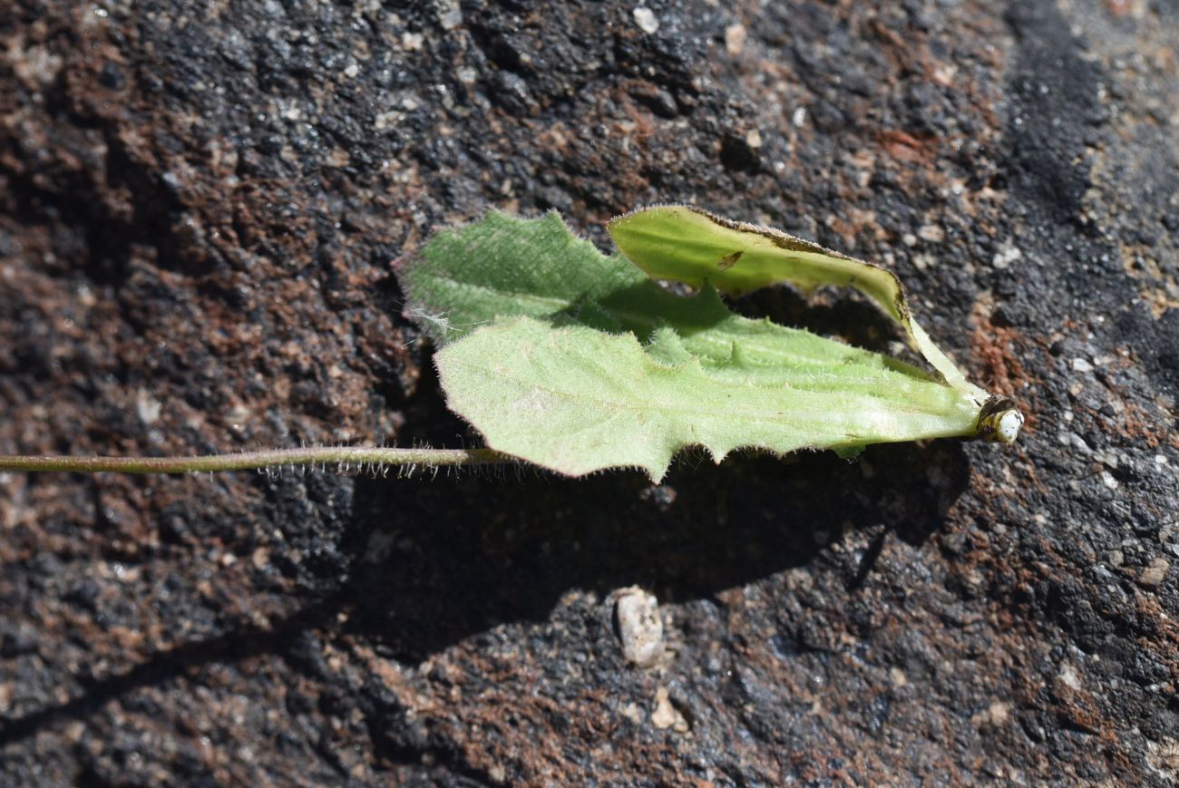 Image of Unknown species specimen.